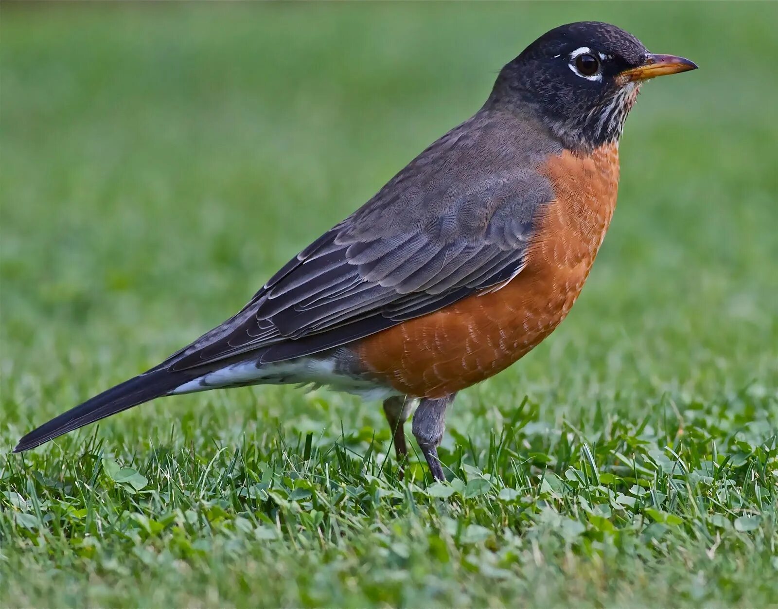 American birds. Американский Странствующий Дрозд. Дрозд Малиновка. Американский Робин. Североамериканский Дрозд.