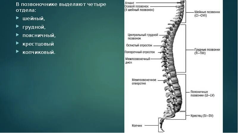 Участок грудного и поясничного отделов позвоночника. 4 Позвонок. В позвоночнике выделяют пять отделов. Четыре отдела в позвоночнике. Рассмотрите позвоночник и выделите его отделы
