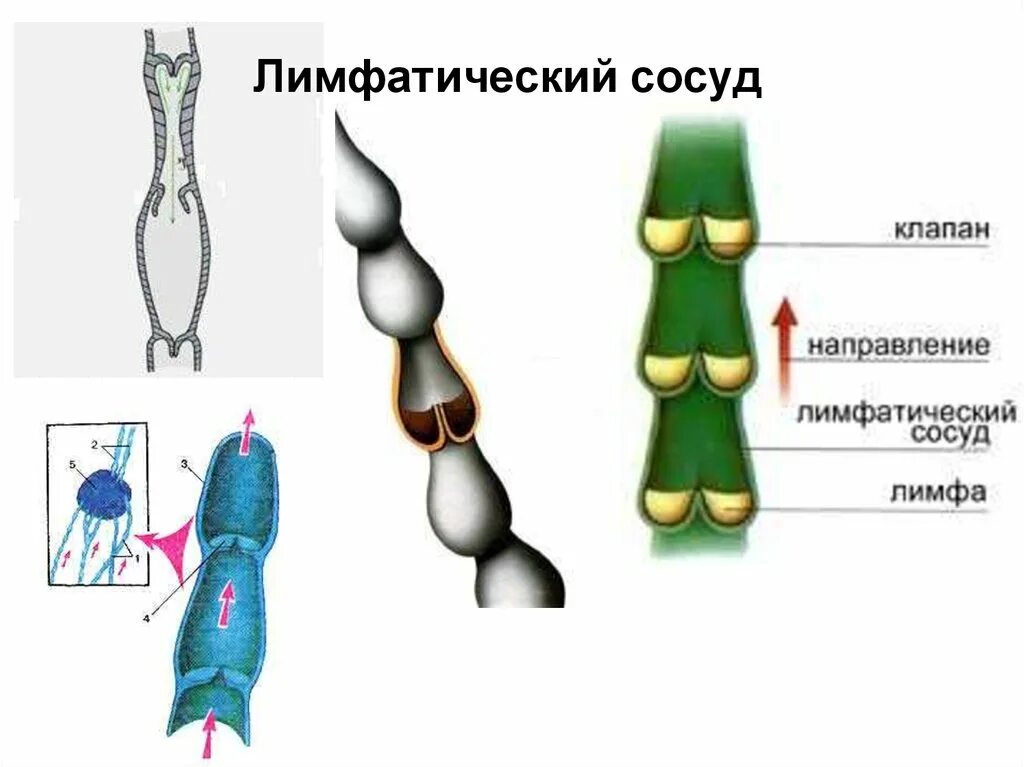 Стенка лимфатического сосуда. Лимфатический сосуд лимфангион клапаны. Лимфатические сосуды. Строение лимфатических сосудов. Строение лимфатических сосудов и вен.