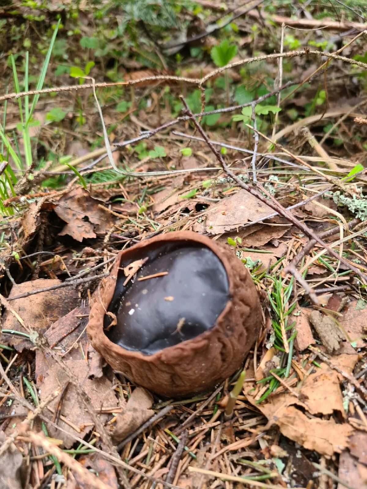 Гриб саркосома польза. Саркосома шаровидная sarcosoma globosum. Молодильные грибы саркосома. Sarcosoma globosum. Гриб саркосома красная.