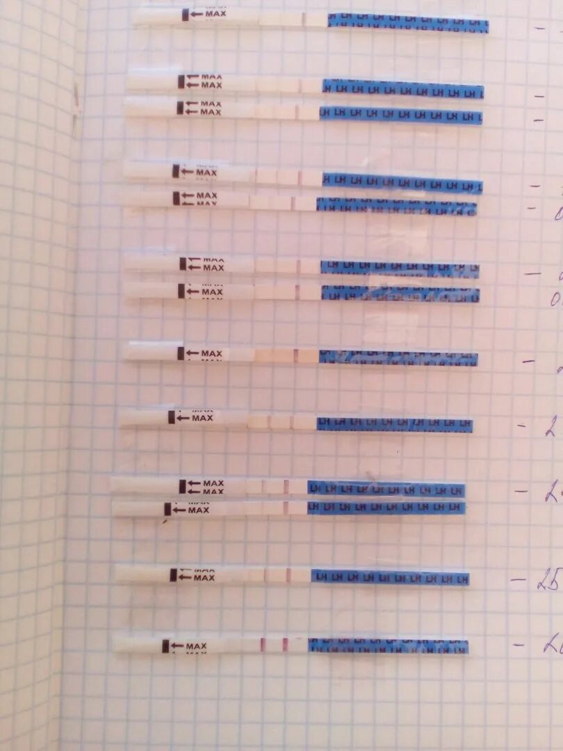 Дюфастон после овуляции. Тесты на беременность по дням. Тест на беременность по дням цикла. Тест на беременность до задержки. Тесты по дням цикла на беременность до задержки.