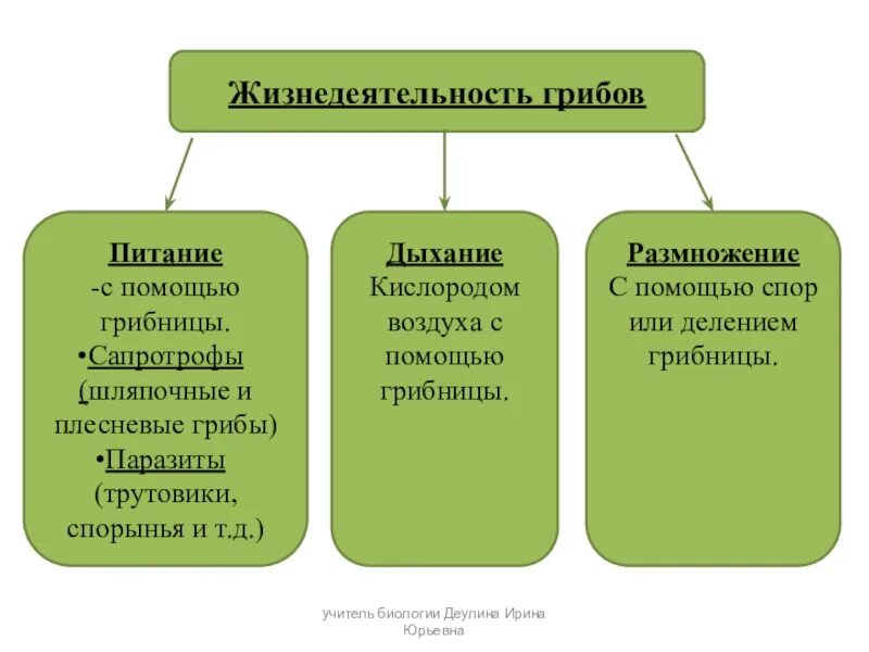 Царство грибов жизнедеятельность. Процессы жизнедеятельности грибов. Процессы жизнедеятельности гриба. Особенности жизнедеятельности грибов 5 класс. Грибы биология огэ