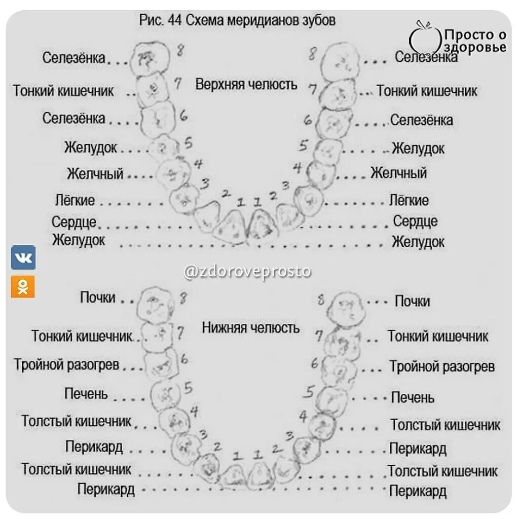 Болят зубы с правой стороны. Схема соответствия зубов внутренним органам. Какой зуб отвечает за какой орган таблица. Зубы проекция внутренних органов. Зубы взаимосвязь с внутренними органами.