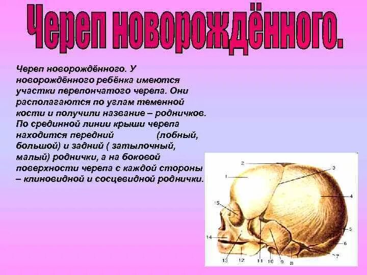 Функции черепа. Скелет черепа новорожденного. череп новорожденного ребенка. участки перепончатого черепа у новорождённого. теменные кости черепа у грудничка.