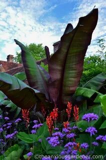 Huge plants