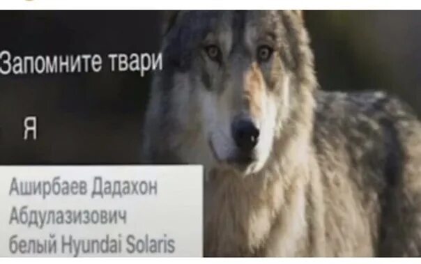 Запомнили забудьте волк. Запомни а то забудешь. Запомните твари без текста. Запомните твари оригинал. Волк мем.