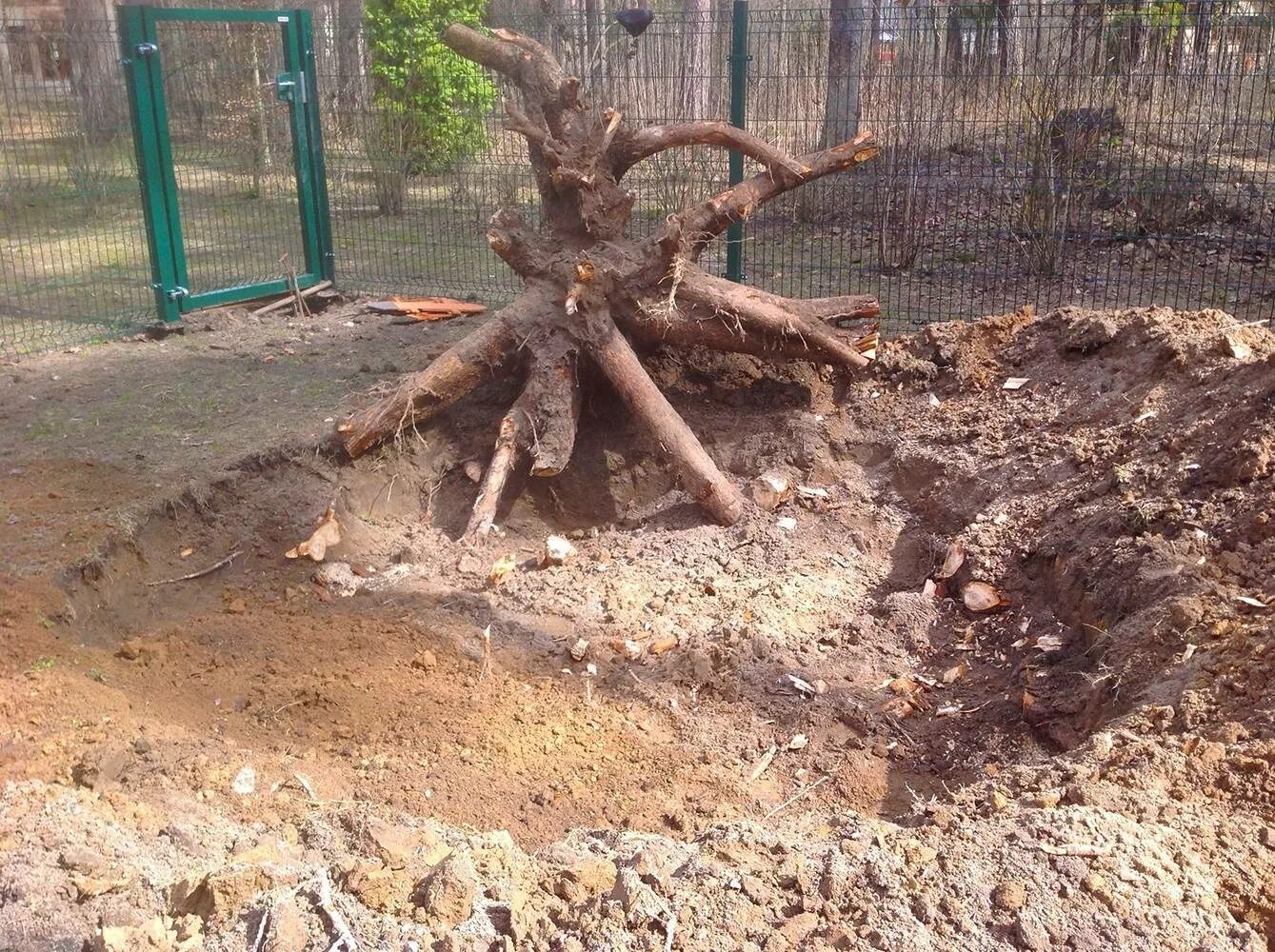 Корни деревьев и кустарников. Корчевка пней корчевателем. корчевание корней деревьев. выкорчевывание деревьев на участке. выкорчевывать корни деревьев.