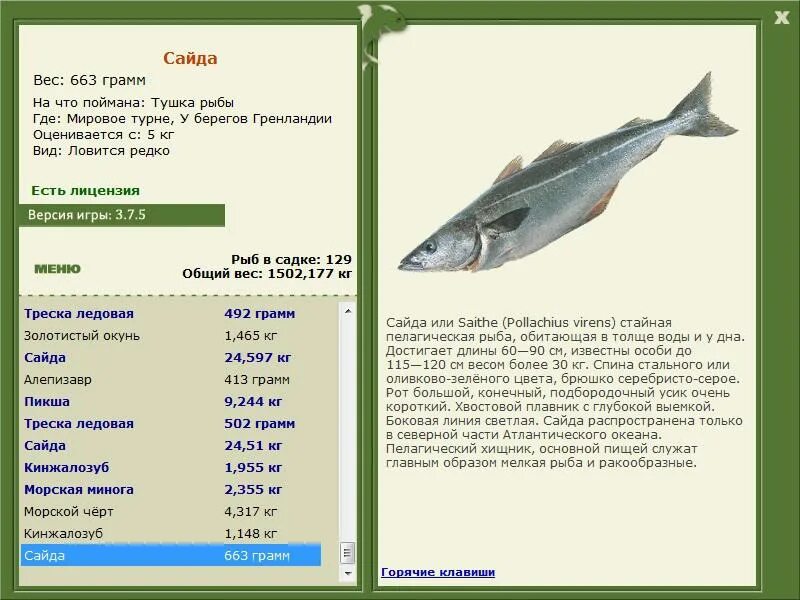 Характеристика рыба Сайда. Пелагические виды рыб. Стайные пелагические рыбы. Рыба Сайда фото и описание.
