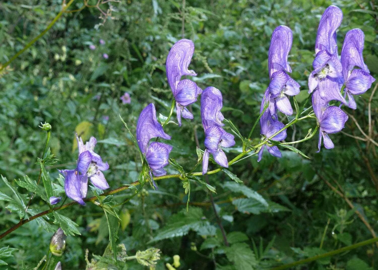 наперстянка пурпурная цветки. наперстянка дикая. ядовитый цветок герцогского дома. дигиталис пурпуреа. аконит клобучковый.
