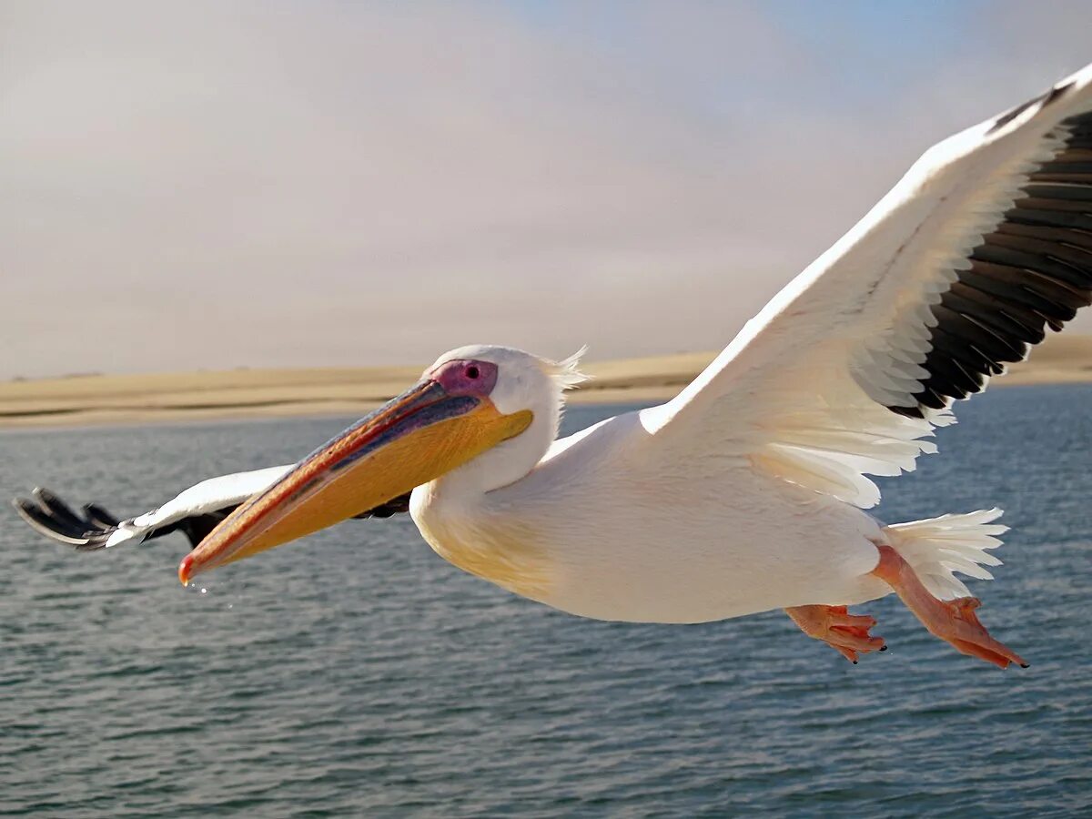 Пеликан обыкновенный. Розовый Пеликан. Пеликан мешконос птица. Pelecanus onocrotalus. Пелекан