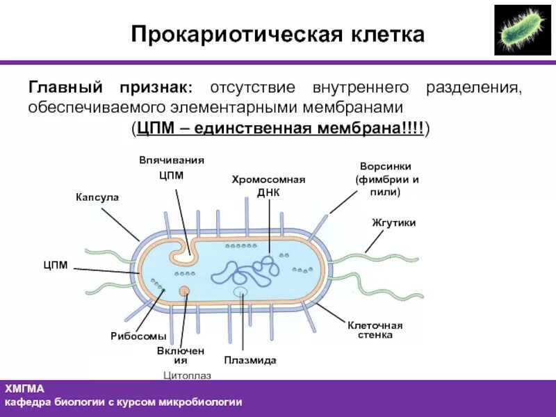 Прокариот схема. Строение бактериальной клетки прокариот. Строение прокариотической бактериальной клетки. Структура прокариотической клетки. Прокариотическая клетка бактерии.