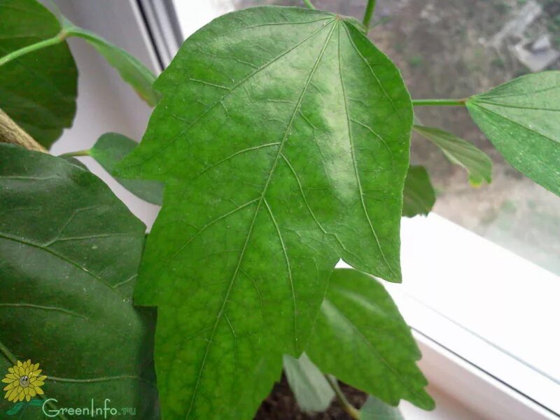 Форма листьев гибискуса. Гибискус комнатный листья. Кленовый гибискус. Гибискус форма листа. Гибискус с трехпалыми листьями.