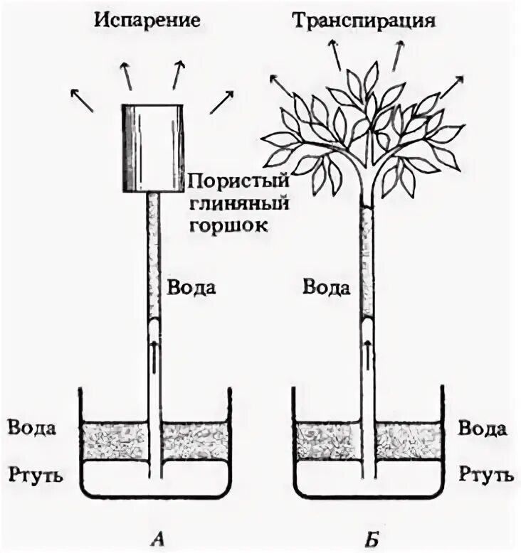 Транспорт воды по стеблю снизу вверх