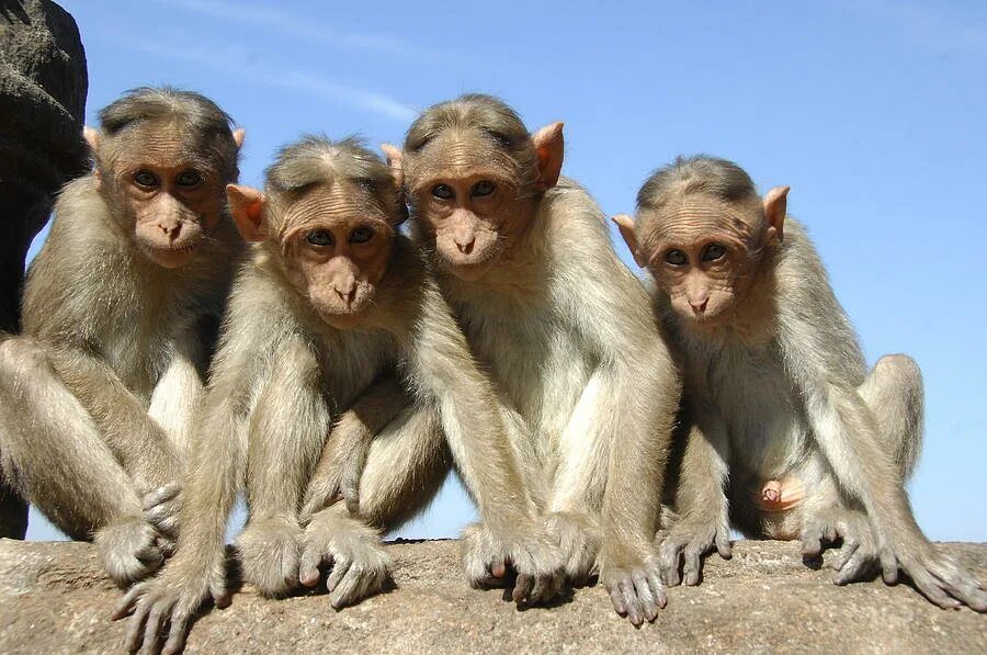 Наблюдать обезьяна. Три обезьяны. 4 Обезьяны. Стая обезьян. 5 Обезьян.