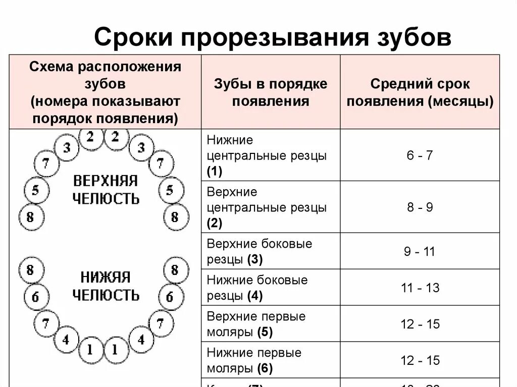 Периоды прорезывания молочных зубов. Средние сроки прорезывания зубов. Периоды прорезывания молочных зубов у детей таблица. Прорезывание молочных зубов сроки появления и порядок.