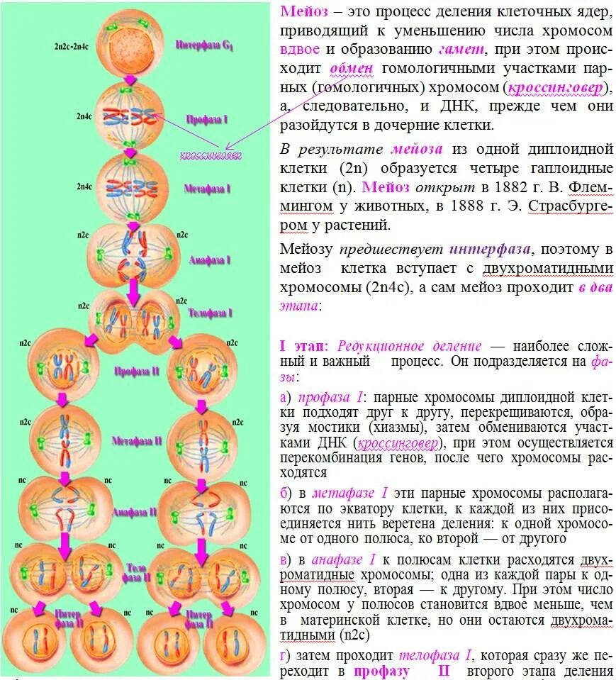 Мейоз 2 фазы набор хромосом. Набор хромосом материнской клетки в мейозе. Митоз и мейоз таблица набор хромосом. Таблица деления мейоза набор хромосом и ДНК. Деление тетраплоидной клетки