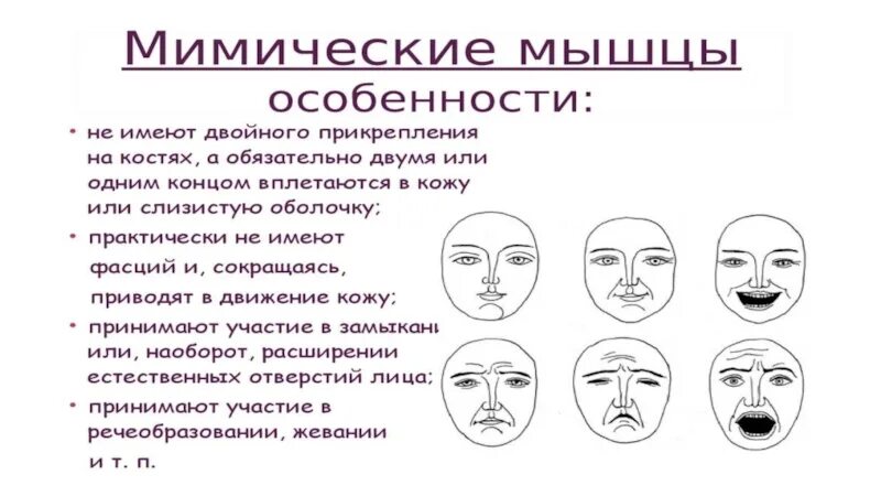 Функции мимических мышц. Мимические движения. общая схема мимических движений. мимические схемы замкнутость. мимические компоненты лица.