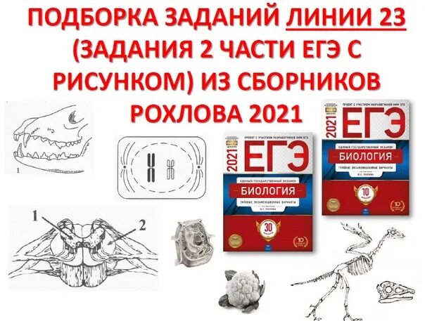 Варианты огэ биология 2023 рохлов. Сборник заданий ЕГЭ биология Рохлов. Сборник Рохлова. ЕГЭ по биологии 2023 Рохлов. Рисунки Рохлова ЕГЭ биология.