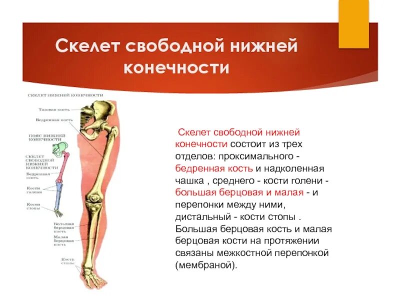 Три отдела ноги. Скелет свободной нижней конечности. Отделы скелета свободной нижней конечности. Скелет пояса нижних конечностей состоит из. Свободная нижняя конечность состоит.