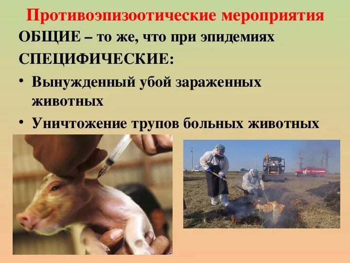 Эпизотия это