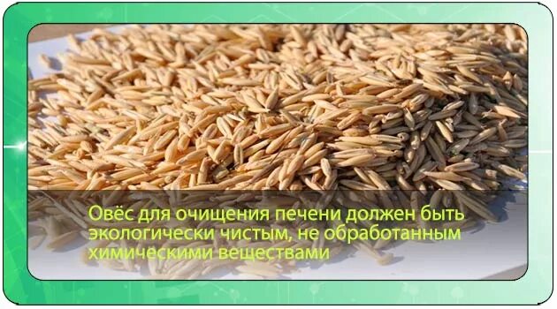 Приготовление овса для печени. Овёс для очищения печени. Чистка печени овсом. Овёс для очистки печении. Овес для очистки печени.