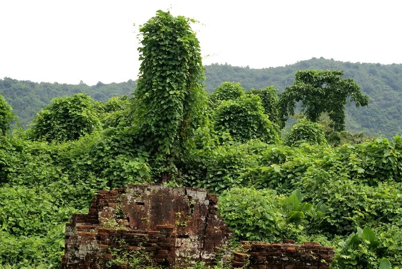 руины кудзу