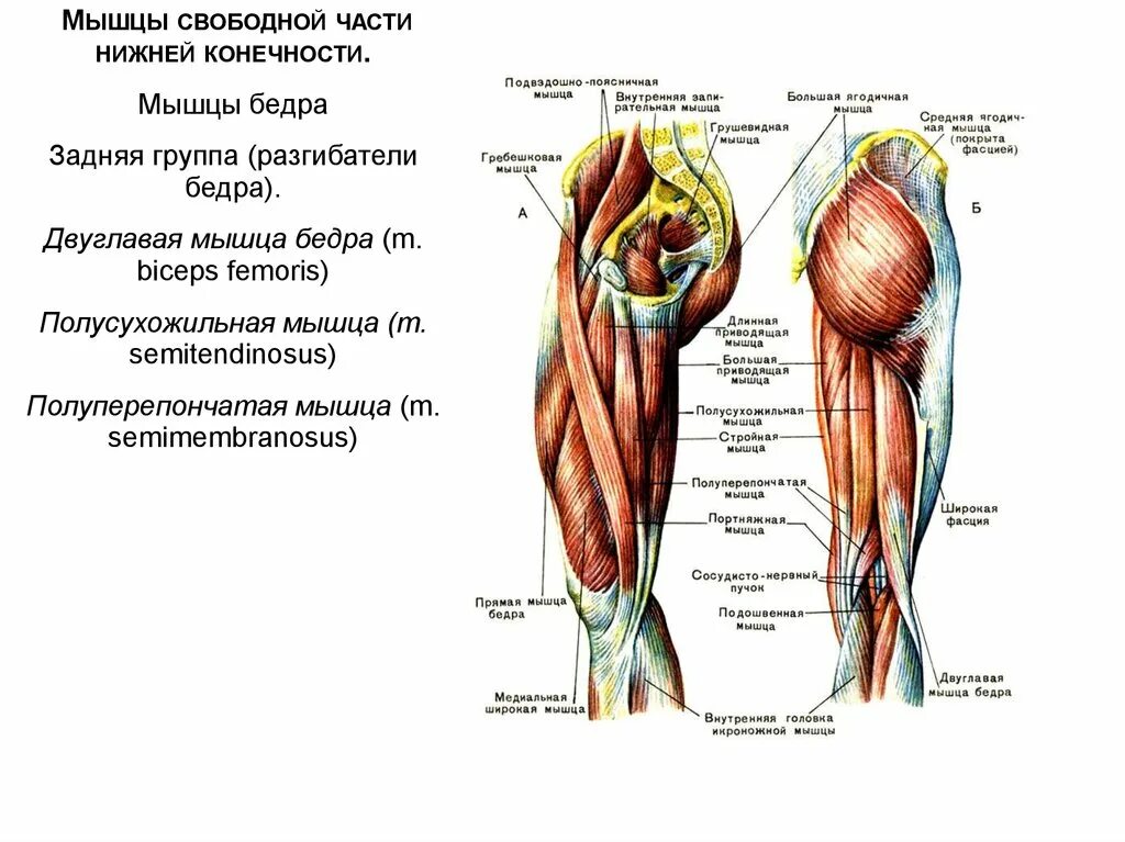 Мышца таза разгибающая бедро. Мышцы нижней конечности группа бедра медиальная. задняя группа мышц бедра анатомия. передняя группа мышц бедра четырехглавая и портняжная. мышцы бедра задняя группа полусухожильная мышца.