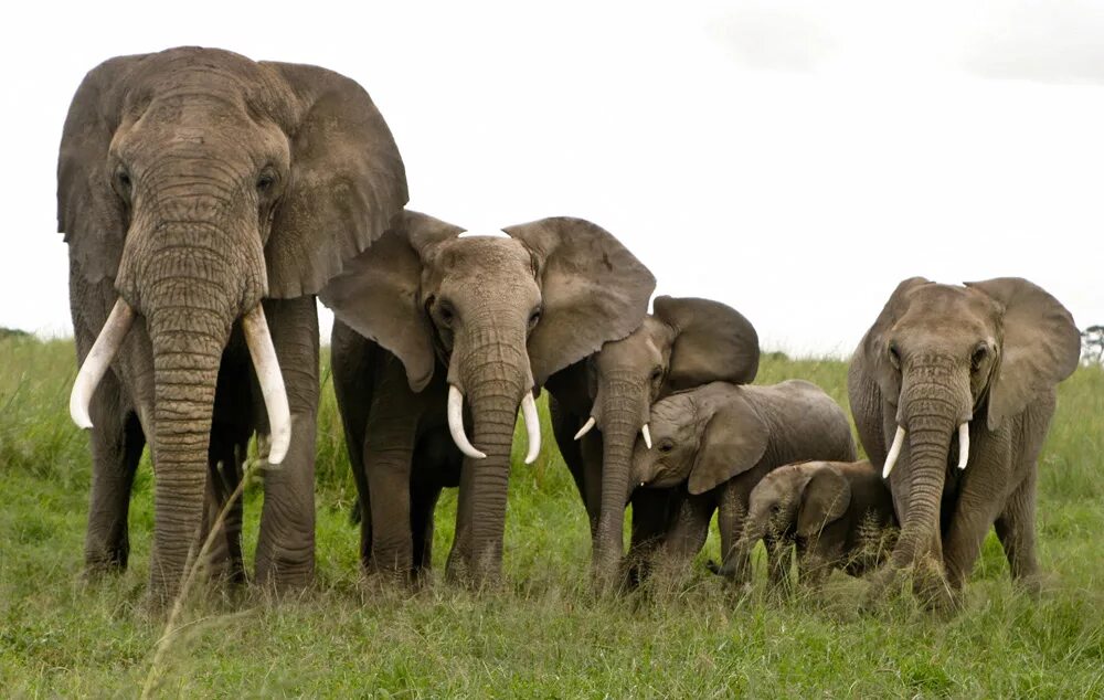 слон 1 класс окружающий мир. где живут слоны 1. где живут слоны 1. слоны 1 класс окружающий мир. где живут слоны 1.