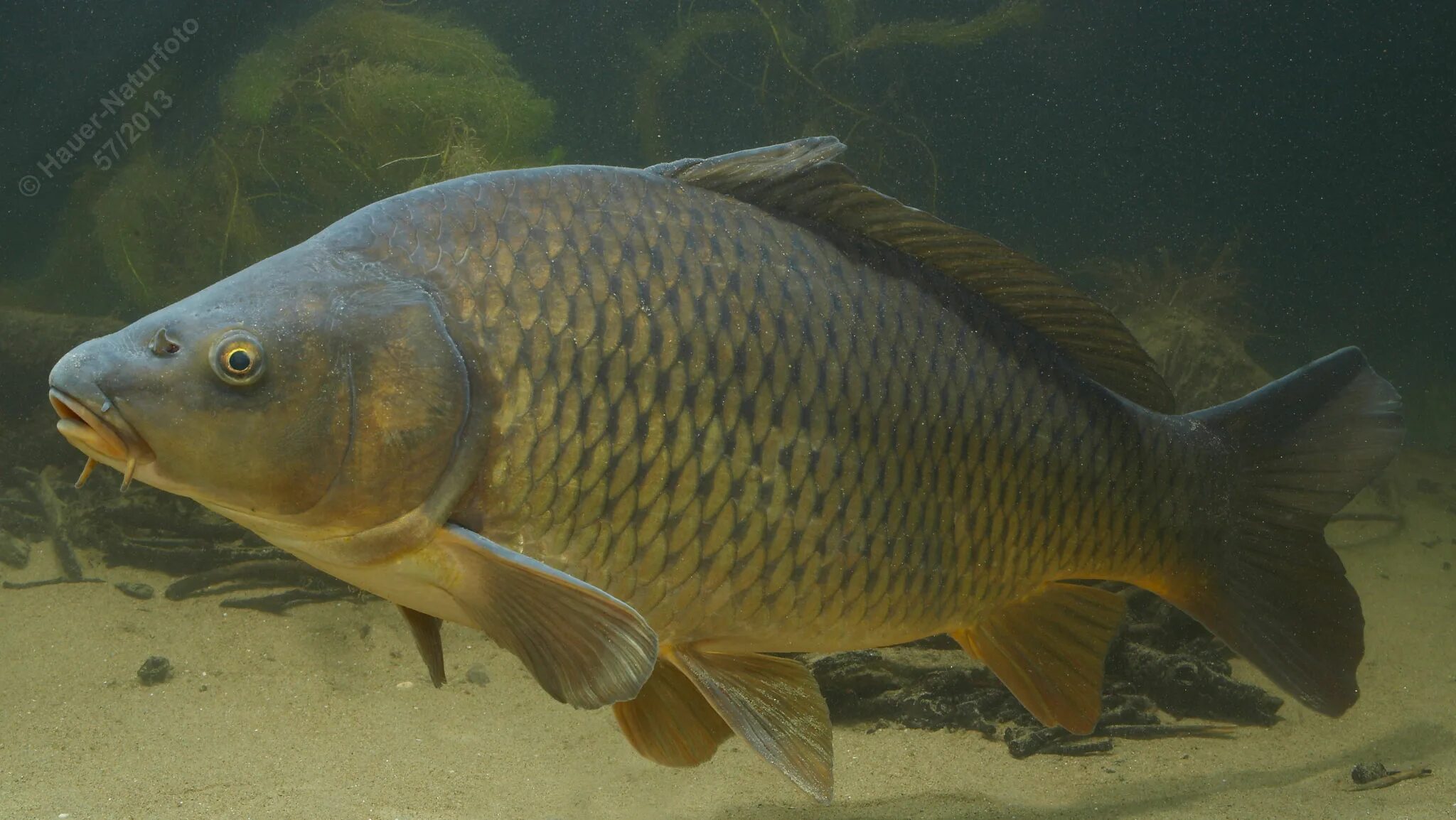 Карась среда обитания водная. Сазан (Cyprinus Carpio). Карп (Cyprinus Carpio). Амурский сазан. Карп обыкновенный – Cyprinus Carpio.