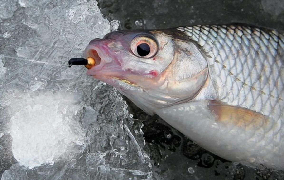 Насадка на плотву. Как правильно насаживать перловку на крючок. Летние насадки на плотву. Гвоздешарик на плотву. Насадка на плотву.