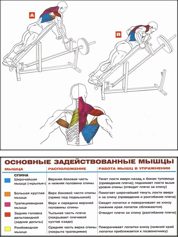 Как накачать спину в зале. Упражнения для широчайших мышц в тренажерном зале. Прокачка широчайших мышц спины штангой. Широчайшая мышца спины упражнения в тренажерном зале. Упражнения для прокачки спинных мышц.