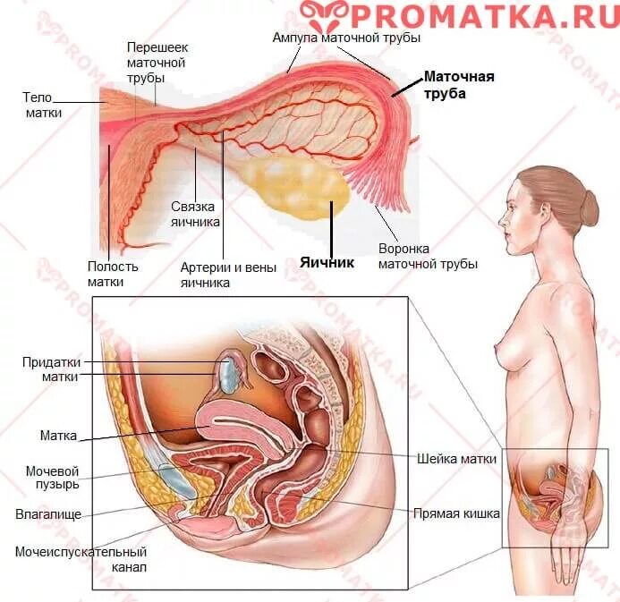 Где находится матка у девушки. Яичники анатомия расположение. где находится матка и яичники. строение матки придатков яичников. как расположена матка у женщины.