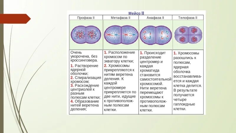 Интерфаза мейоза 1. Интерфаза мейоза 2. Фазы мейоза интерфаза. Цикл деления клетки.