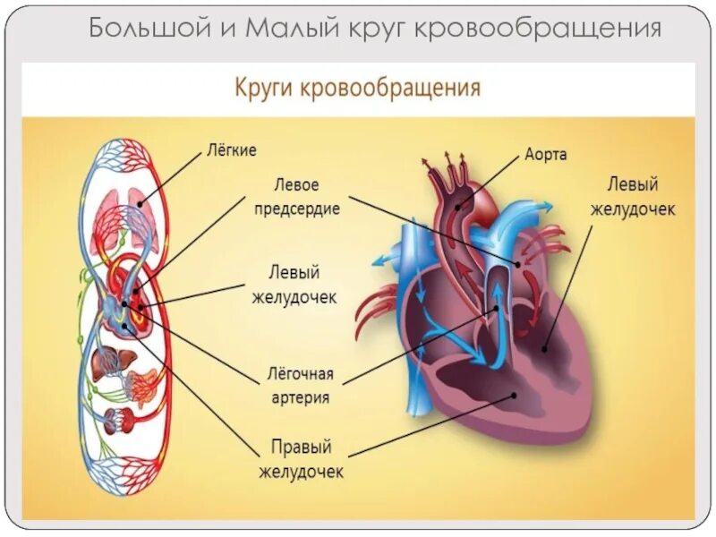 Сердце и кровообращение 8 класс. Малый круг кровообращения 8 класс биология. Схема большого и малого круга кровообращения 8 класс биология. Схема кругов кровообращения у человека 8 класс биология. Кровообращение человека 8 класс биология.