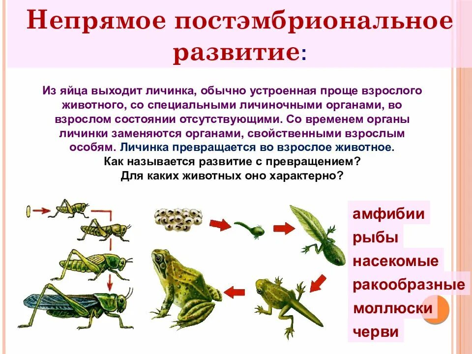 Конспект рост и развитие животных 8 класс. Постэмбриональное развитие животных прямое и Непрямое. Постэмбриональное развитие Непрямое с неполным метаморфозом. Постэмбриональное развитие с неполным превращением. Непрямое постэмбриональное развитие характерно для.