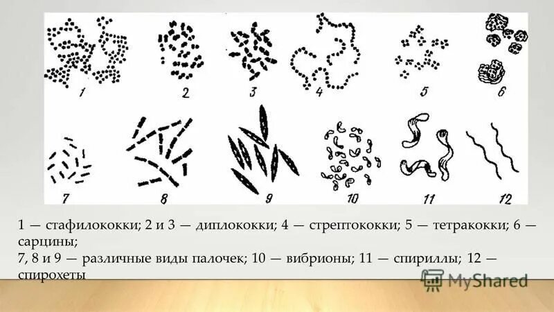 Диплококки менингококки пневмококки гонококки. Бактерии кокки стрептококки. Пневмококк окраска по граму. Виды диплококков. Сарцины бактерии.