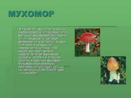 Царство какой род