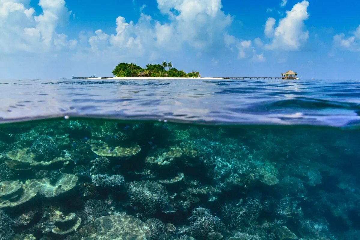 Индийский океан Мальдивы. Ари Атолл Мальдивы подводный мир. Остров под водой. Остров в океане. Island вода