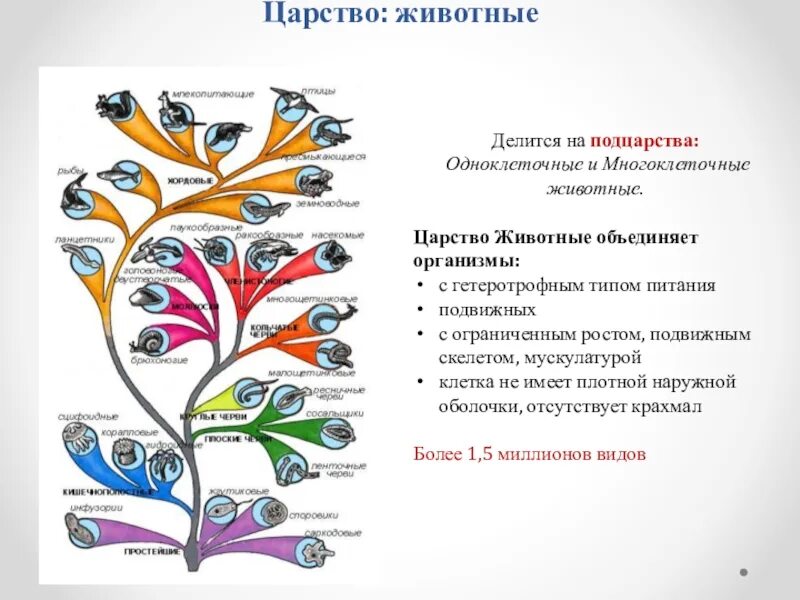 Царство животные делится на подцарства. В царстве животных. Систематика многоклеточных животных схема. Царство животные схема. Человек как представитель царства животных реализует