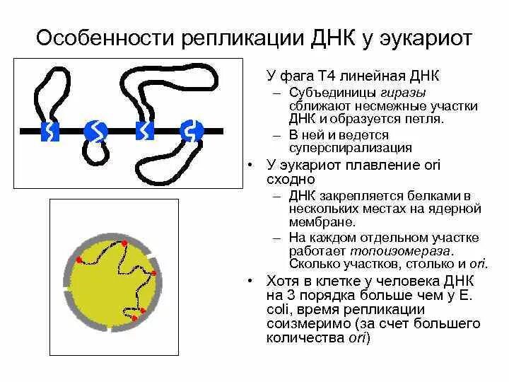 Эукариотическая клетка молекула днк. Схема репликации ДНК эукариот. Репликация хромосом эукариот особенности. Репликация ДНК У прокариот схема. Особенности репликации у прокариот и эукариот.