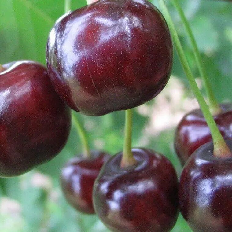 Вишня без поросли сорта. Черевишня дюк. дюк чудо вишня. черевишня чудо дюк. черевишня дюк ночка.