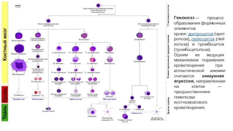 Обеспечивает кроветворение. Гемопоэз лимфоцитов. Постэмбриональный гемопоэз гистология. Гемопоэз схема кроветворения. Кроветворение гемопоэз гистология.