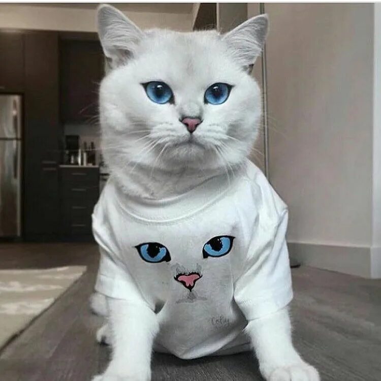 Turquoise Cat Katt, Söta djur, Djur