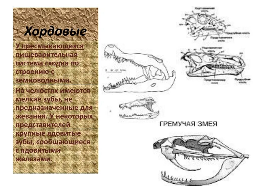 Челюсть рептилий. Строение зубов рептилий. Строение зубов пресмыкающихся. Зубная система рептилий. Челюсти рептилии строение.