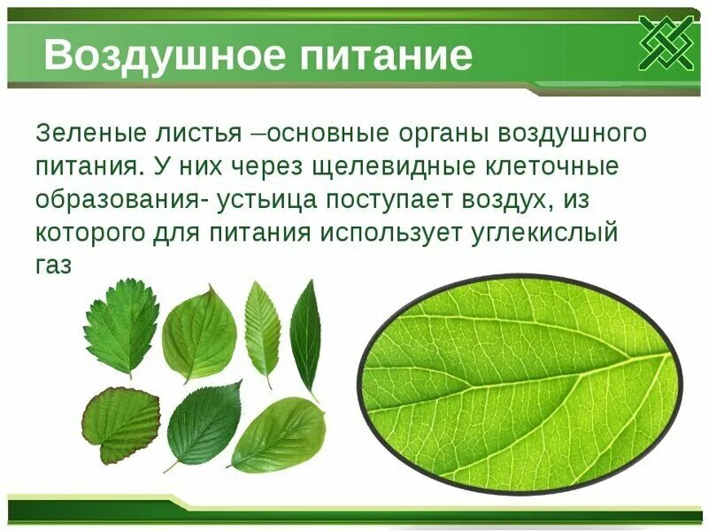 Из воздуха лист получает. Лист орган воздушного питания. Почему лист зеленых растений называют органом воздушного питания. Листья растений. Лист воздушное питание.