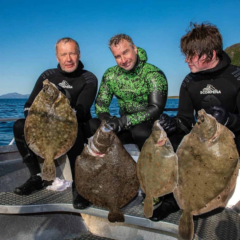 тихоокеанский белокорый палтус. палтус дальневосточный. палтус дальневосточный. атлантический белокорый палтус. тихоокеанский палтус.