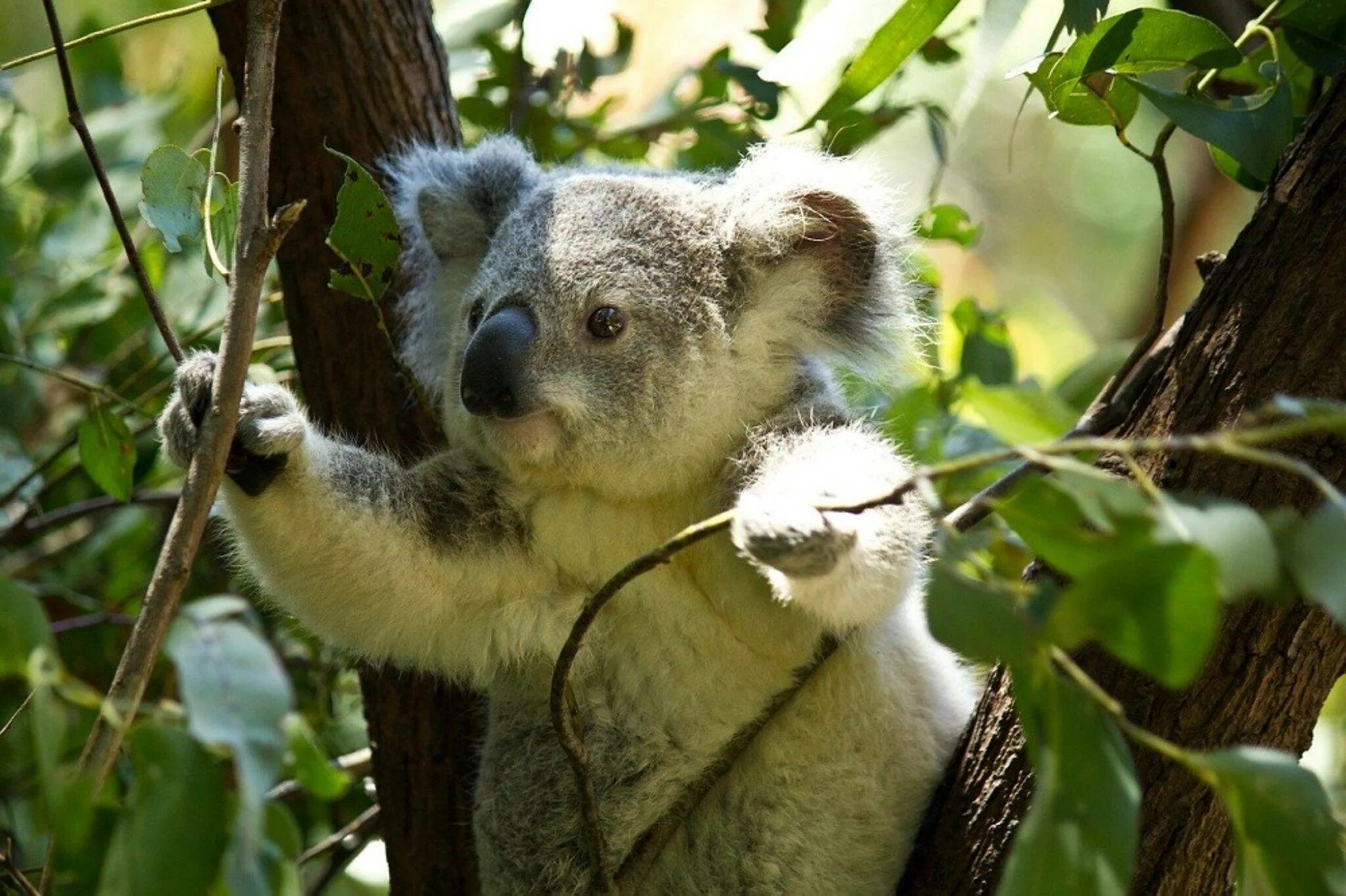 Коала природе. Сумчатый медведь коала Австралия. Эвкалипт в Австралии с коалой. Коала в эвкалиптовые леса. Мишка коала.