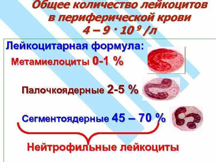 Лейкоцитов 0 что значит. Лейкоциты периферической крови. Количество лейкоцитов. Кол-во лейкоцитов в крови. Общее количество лейкоцитов в крови.