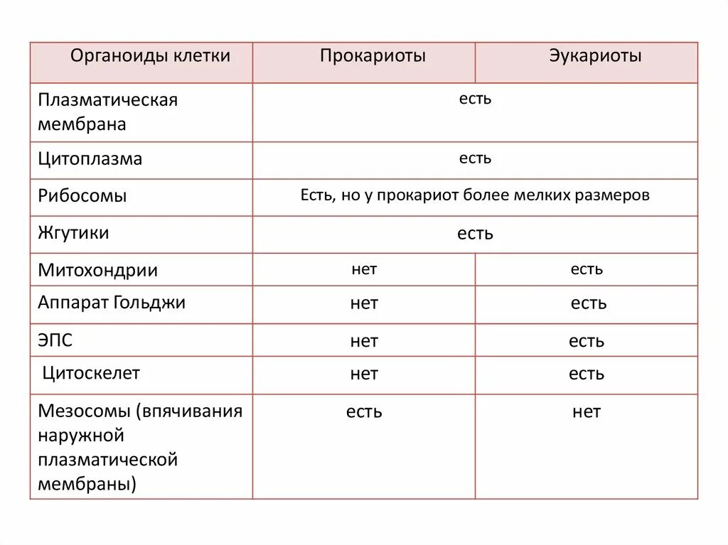 Размеры прокариот