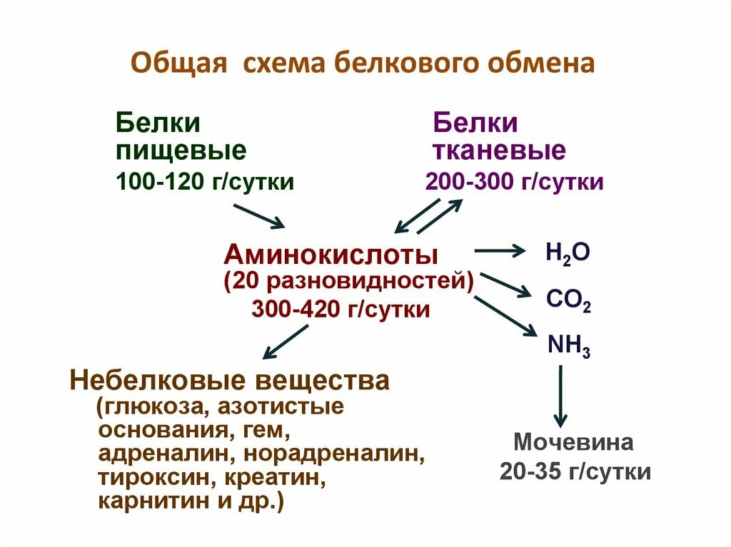 Белковый жировой и углеводный обмен. Общая схема обмена белков. Общая схема белкового обмена. Схема белкового обмена в организме. Обмен веществ схема белки.